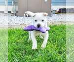 Small #2 Rus-A-Pei
