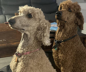 Mother of the Poodle (Standard) puppies born on 04/13/2026