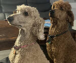 Small Photo #1 Poodle (Standard) Puppy For Sale in ROCK HILL, SC, USA