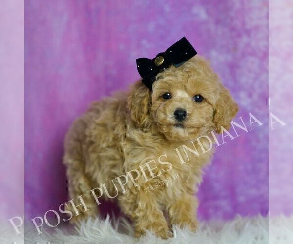 Medium Photo #5 Poodle (Toy) Puppy For Sale in WARSAW, IN, USA