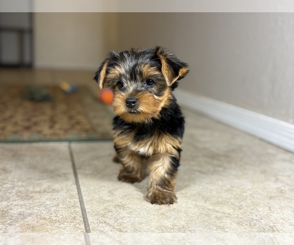 Medium Photo #3 Yorkshire Terrier Puppy For Sale in TUCSON, AZ, USA