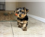 Small #2 Yorkshire Terrier