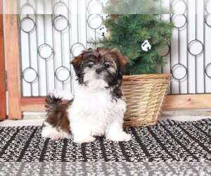 Shih Tzu Puppy for sale in NAPLES, FL, USA