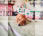 Weller - Male Labrador Retriever-Unknown Mix Dog for Adoption - Small photo
