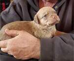 Small Photo #8 Chesapeake Bay Retriever Puppy For Sale in EASTMAN, WI, USA