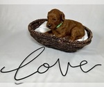Small #5 Goldendoodle