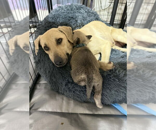 Medium Photo #3 Mutt Puppy For Sale in Imlay City, MI, USA