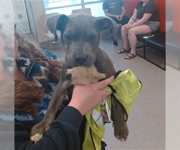 Medium Photo #1 Staffordshire Bull Terrier-Unknown Mix Puppy For Sale in Louisville, KY, USA