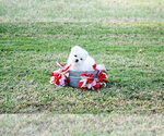 Small Photo #6 Maltese Puppy For Sale in FULLERTON, CA, USA