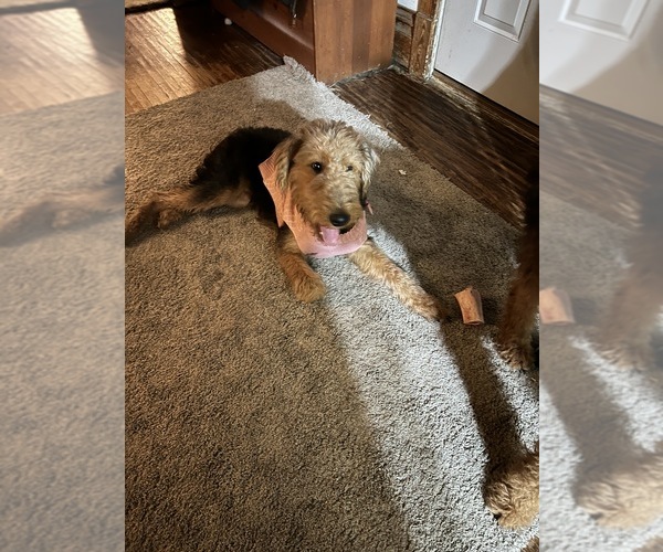 Medium Photo #3 Airedale Terrier Puppy For Sale in NEWTON, IA, USA