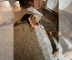Small Photo #3 Airedale Terrier Puppy For Sale in NEWTON, IA, USA