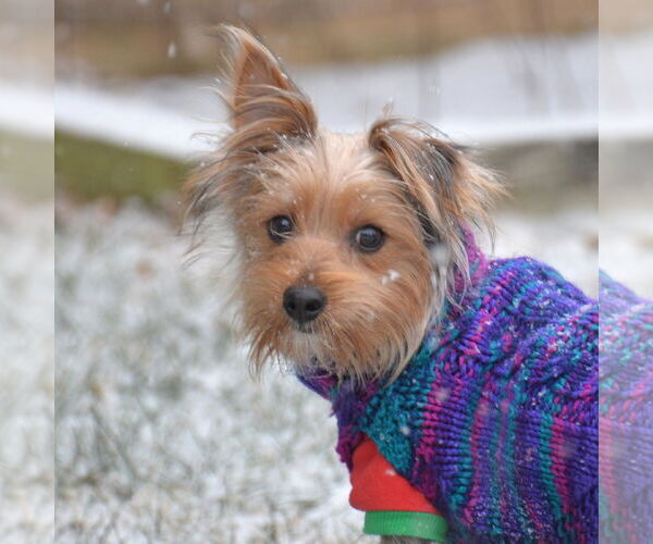 Medium Photo #2 Mutt Puppy For Sale in Gretna, NE, USA