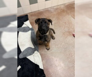 Mutt Dogs for adoption in Salinas, CA, USA