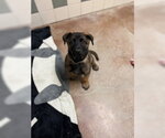 Small Mutt