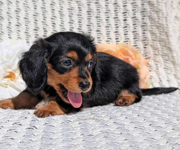 Medium Photo #5 Dachshund Puppy For Sale in GOSHEN, IN, USA