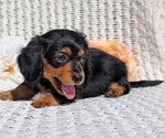 Small Photo #45 Dachshund Puppy For Sale in GOSHEN, IN, USA