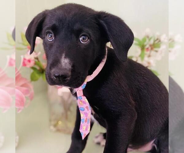 Medium Photo #9 Labrador Retriever-Unknown Mix Puppy For Sale in San Diego, CA, USA