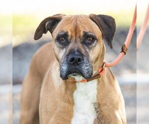 Boxer Dogs for adoption in Camarillo, CA, USA