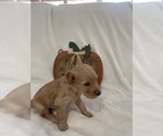 Small Photo #9 Goldendoodle Puppy For Sale in MODESTO, CA, USA