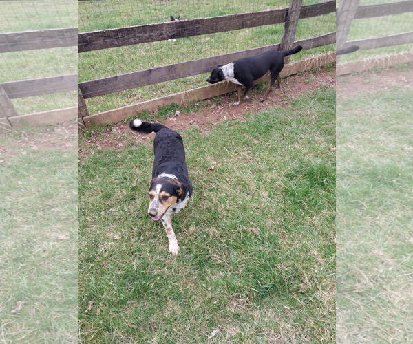 Medium Photo #5 Mutt Puppy For Sale in Garden City, NY, USA