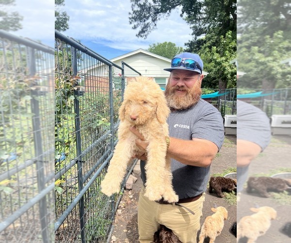 Medium Photo #5 Labradoodle mix (+ Poodle Standard) Puppy For Sale in JACKSONVILLE, NC, USA