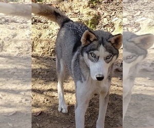 Siberian Husky Puppy for sale in SANDY HOOK, KY, USA