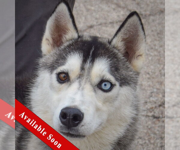 Medium Photo #1 Siberian Husky Puppy For Sale in Huntley, IL, USA