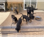 Small Photo #7 German Shepherd Dog Puppy For Sale in TONOPAH, AZ, USA