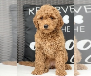 Goldendoodle (Miniature) Puppy for sale in BEECH GROVE, IN, USA
