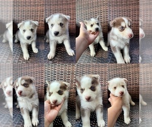 Siberian Husky Puppy for Sale in PANAMA CITY, Florida USA