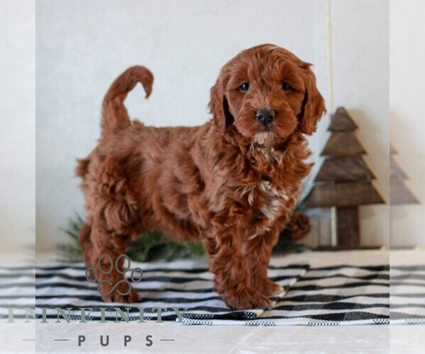 Medium Photo #2 Goldendoodle (Miniature) Puppy For Sale in LITITZ, PA, USA