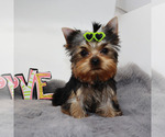 Small #3 Yorkshire Terrier