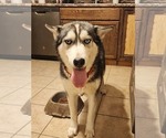 Small Photo #1 Siberian Husky Puppy For Sale in ROSWELL, NM, USA