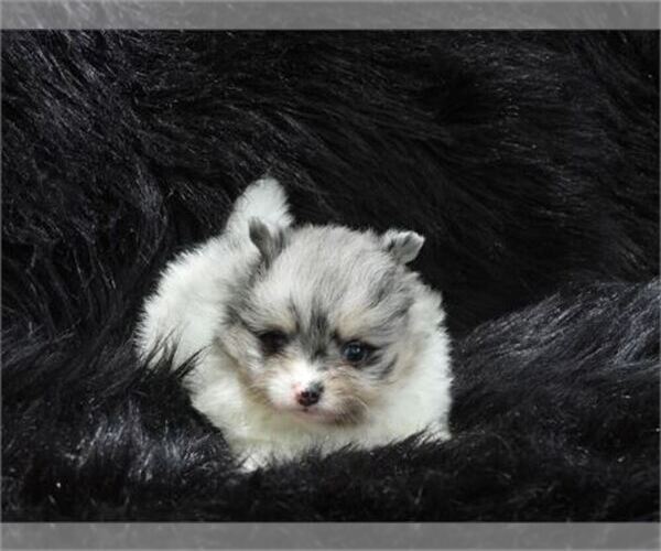 Medium Photo #2 Pomeranian Puppy For Sale in WEST PALM BEACH, FL, USA
