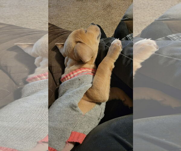 Medium Photo #4 Mutt Puppy For Sale in NEWPORT NH, NH, USA