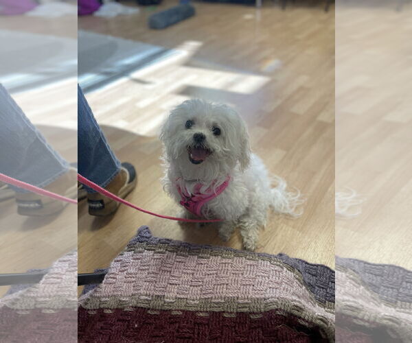 Medium Photo #4 Maltese Puppy For Sale in St. Cloud, MN, USA