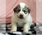 Small Photo #5 Great Pyrenees Puppy For Sale in CLAYTON, WA, USA