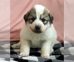 Small #4 Great Pyrenees