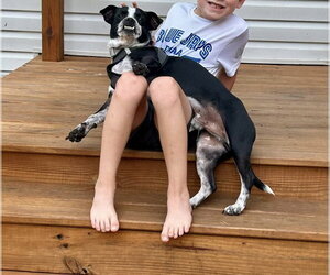 Jack Chi Dogs for adoption in Virginia Beach, VA, USA