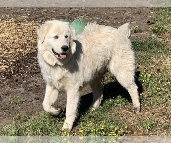 Medium Photo #1 Great Pyrenees-Maremma Sheepdog Mix Puppy For Sale in SCIO, OR, USA