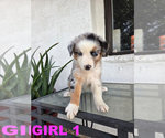 Small #3 Australian Cattle Dog