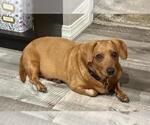 Small #1 Dachshund