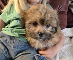 Puppy Chile ShihPoo