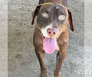 Labrador Retriever-Retriever  Mix Dogs for adoption in Washington, DC, USA