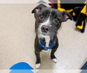 Chihuahua-Unknown Mix Dogs for adoption in Denver, CO, USA