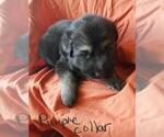 Small Photo #1 German Shepherd Dog Puppy For Sale in PALMYRA, MO, USA