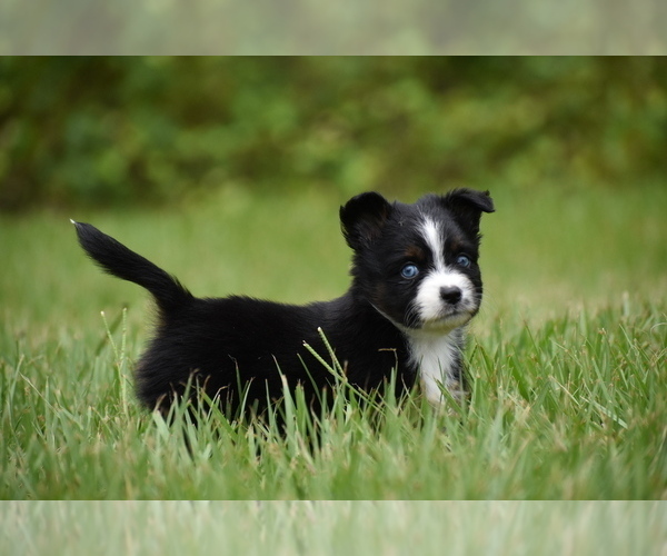 Medium Photo #2 Miniature Australian Shepherd Puppy For Sale in PALM COAST, FL, USA