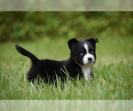 Small #1 Miniature Australian Shepherd