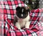 Small Photo #4 Akita Puppy For Sale in STEVENS, PA, USA