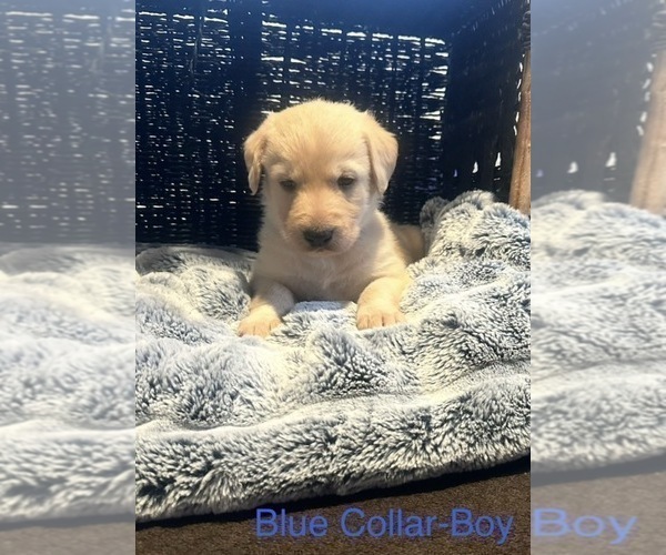 Medium Photo #2 Labradoodle Puppy For Sale in KIRKSVILLE, MO, USA